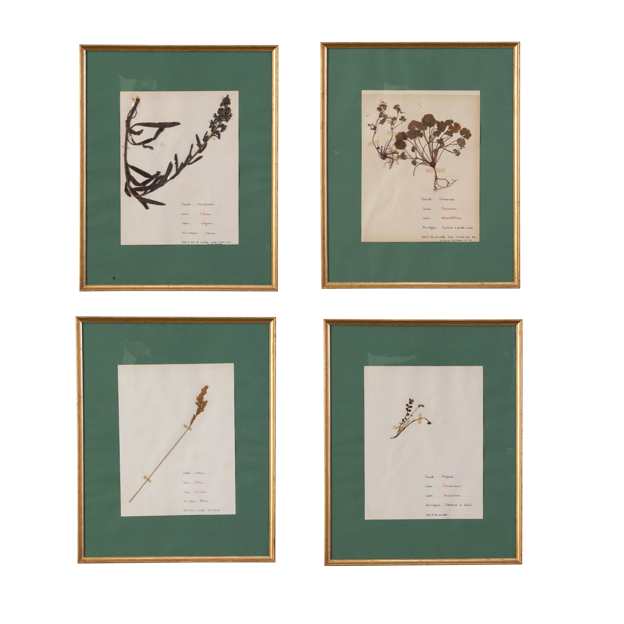 A Set of four Botanical Specimens