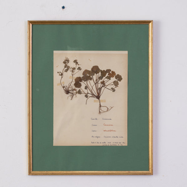 A Set of four Botanical Specimens