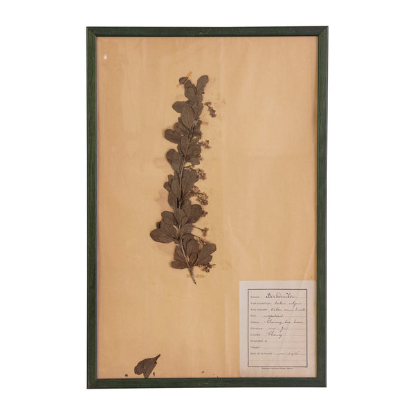 French Green Framed Botanical Specimens (20 available)