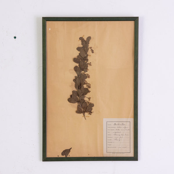French Green Framed Botanical Specimens (20 available)