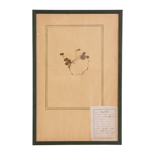 French Green Framed Botanical Specimens (20 available)