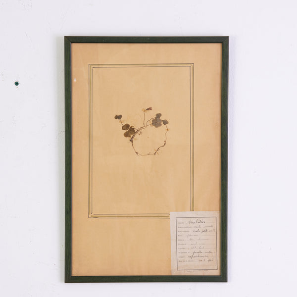 French Green Framed Botanical Specimens (20 available)