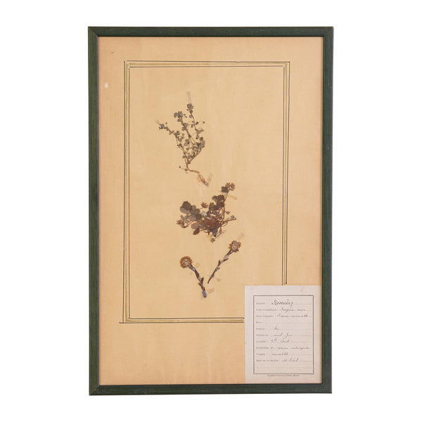 French Green Framed Botanical Specimens (20 available)