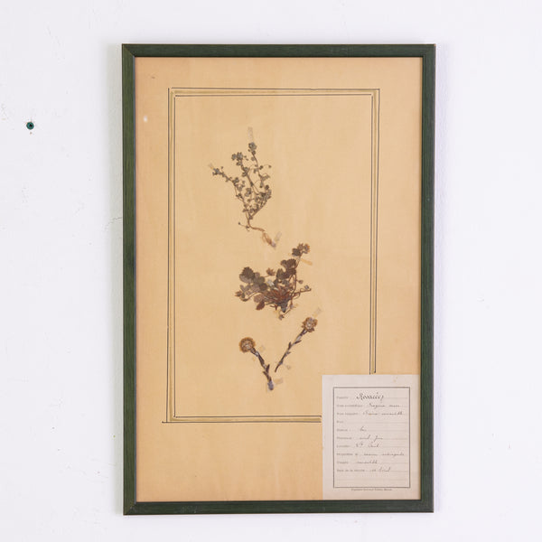 French Green Framed Botanical Specimens (20 available)