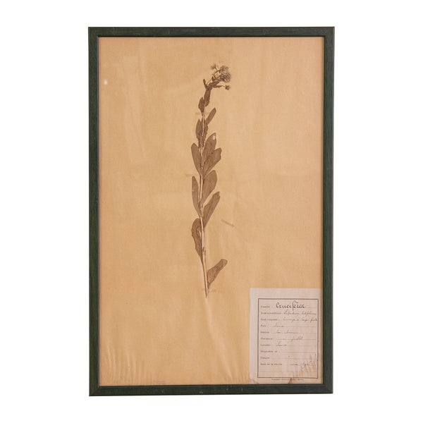 French Green Framed Botanical Specimens (20 available)