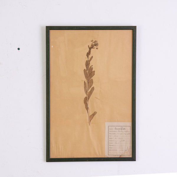 French Green Framed Botanical Specimens (20 available)