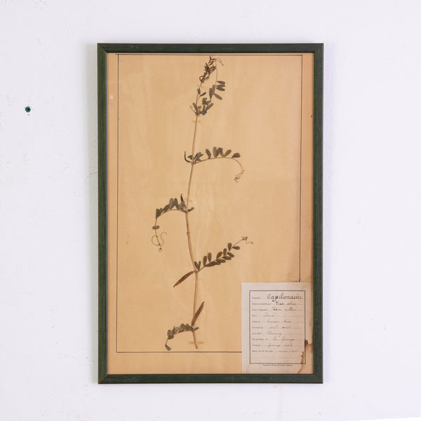 French Green Framed Botanical Specimens (20 available)