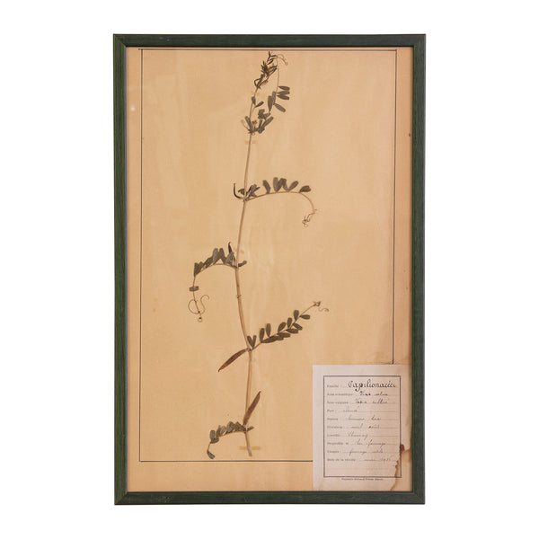 French Green Framed Botanical Specimens (20 available)