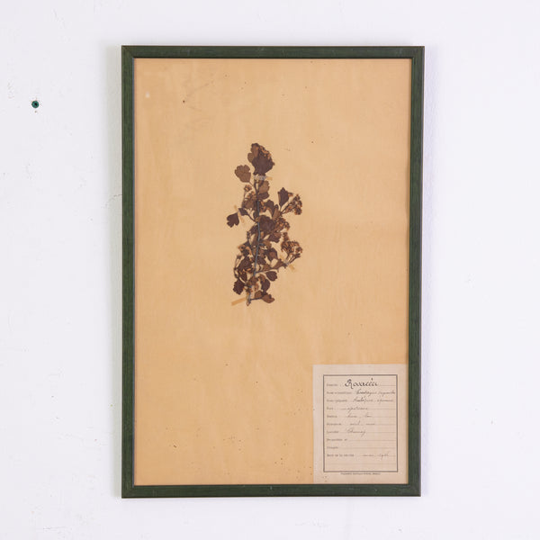 French Green Framed Botanical Specimens (20 available)