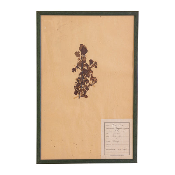 French Green Framed Botanical Specimens (20 available)