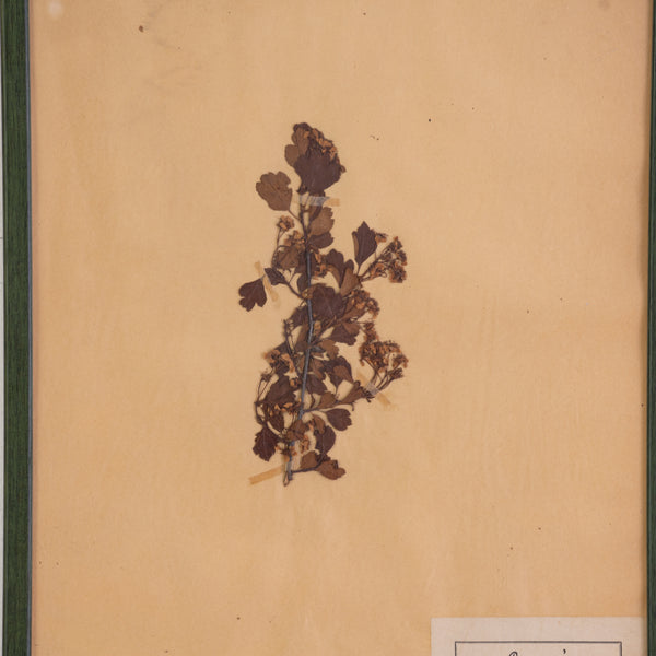French Green Framed Botanical Specimens (20 available)