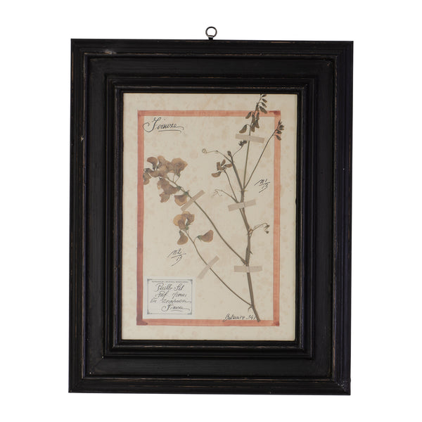 Framed Herbarium Specimen Studies