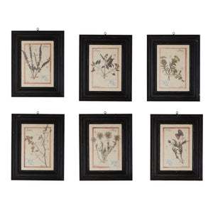 Framed Herbarium Specimen Studies